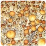 Псилоцибиновые (галлюциногенные)  грибы Psilocybin "Golden Teacher" в Славянске-на-Кубани