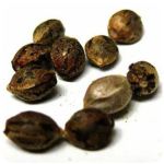 Семена марихуаны АК-47  (Seeds AK-47) в Славянске-на-Кубани
